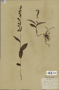 spécimen de Epipactis helleborine