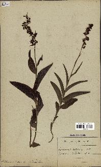 spécimen de Epipactis helleborine
