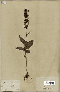 spécimen de Epipactis helleborine