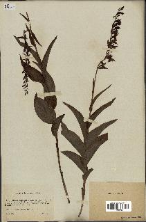 spécimen de Epipactis helleborine