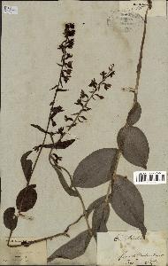 spécimen de Epipactis helleborine