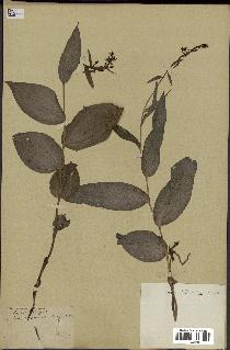 spécimen de Epipactis helleborine
