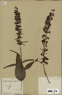spécimen de Epipactis helleborine