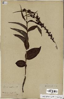spécimen de Epipactis helleborine