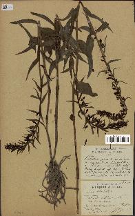 spécimen de Epipactis helleborine