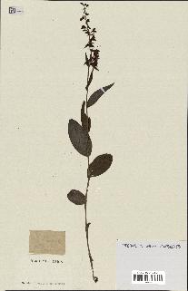 spécimen de Epipactis helleborine