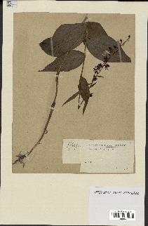 spécimen de Epipactis helleborine