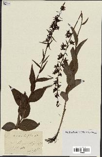 spécimen de Epipactis helleborine