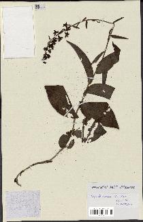 spécimen de Epipactis helleborine