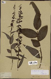 spécimen de Epipactis helleborine
