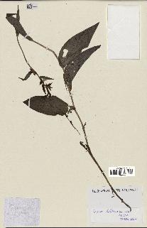 spécimen de Epipactis helleborine