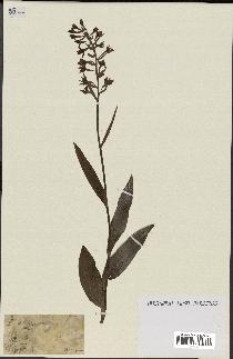 spécimen de Epipactis helleborine