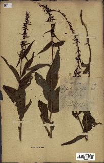 spécimen de Epipactis helleborine