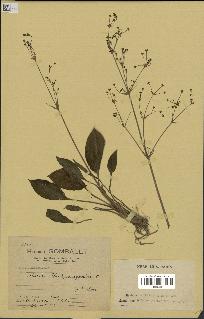 spécimen de Alisma plantago-aquatica