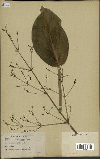 spécimen de Alisma plantago-aquatica