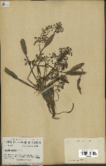 spécimen de Alisma plantago-aquatica