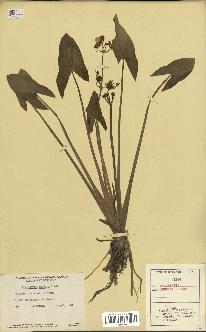 spécimen de Sagittaria cuneata