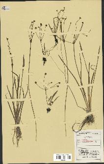 spécimen de Alisma ranunculoides