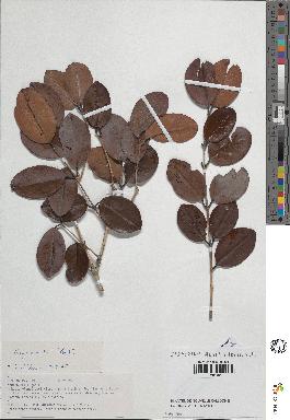 spécimen de Eugenia sp.