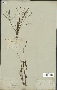 spécimen de Alisma ranunculoides