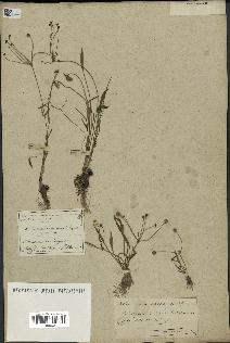 spécimen de Alisma ranunculoides