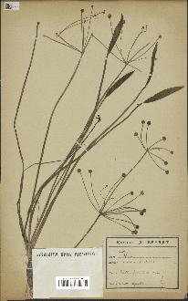 spécimen de Alisma ranunculoides