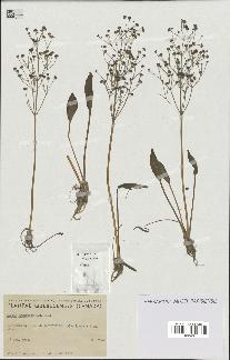 spécimen de Alisma gramineum