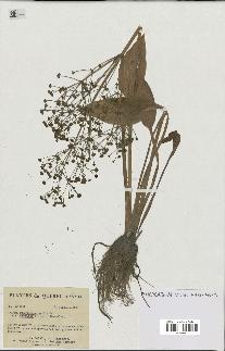 spécimen de Alisma plantago-aquatica