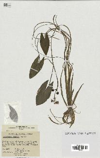 spécimen de Sagittaria cuneata