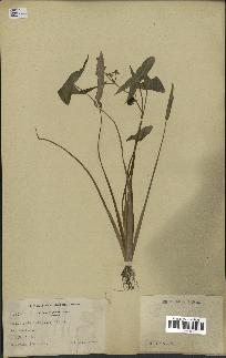 spécimen de Sagittaria sagittifolia