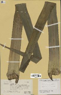 spécimen de Pandanus tectorius