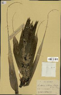 spécimen de Pandanus tectorius