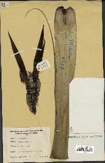 spécimen de Pandanus tectorius