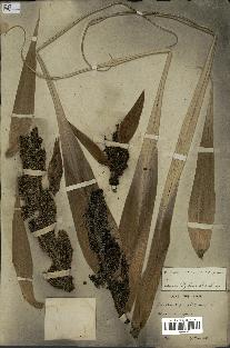 spécimen de Pandanus tectorius