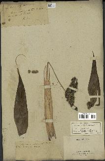spécimen de Pandanus tectorius