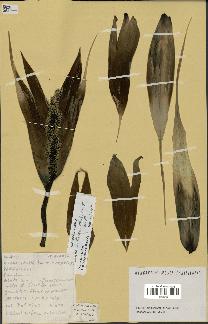 spécimen de Pandanus tectorius