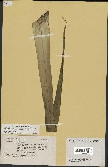 spécimen de Pandanus tectorius