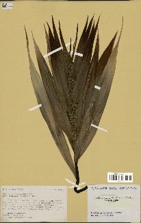 spécimen de Pandanus tectorius
