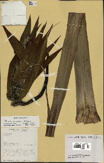 spécimen de Pandanus tectorius