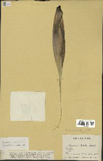 spécimen de Pandanus tectorius