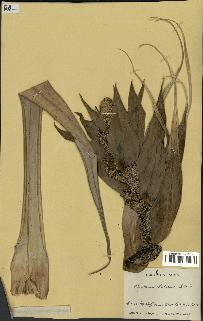 spécimen de Pandanus tectorius