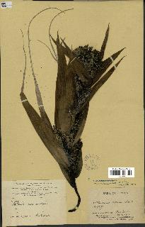 spécimen de Pandanus tectorius