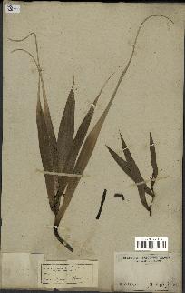 spécimen de Pandanus tectorius
