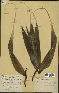 spécimen de Pandanus tectorius