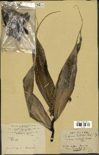 spécimen de Pandanus tectorius