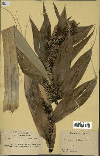 spécimen de Pandanus tectorius