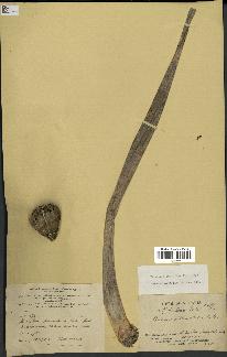 spécimen de Pandanus tectorius