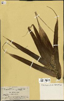 spécimen de Pandanus tectorius