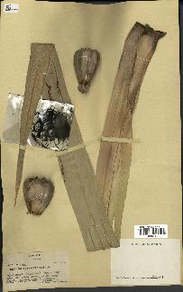 spécimen de Pandanus tectorius