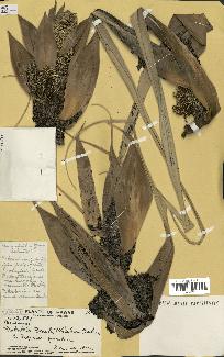 spécimen de Pandanus tectorius